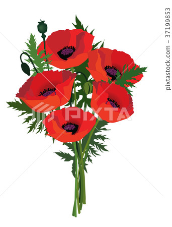 图库插图: flower poppy bouquet floral summer card background