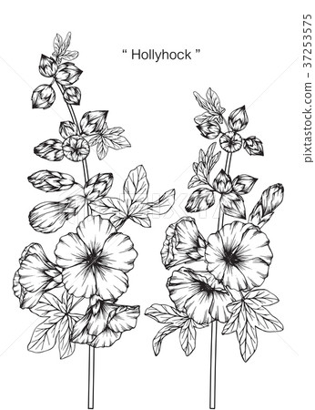 插图素材: hollyhock flower drawing illustration.