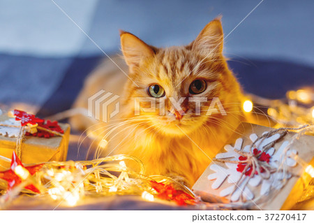 图库照片: cute ginger cat with shining light bulbs and gifts