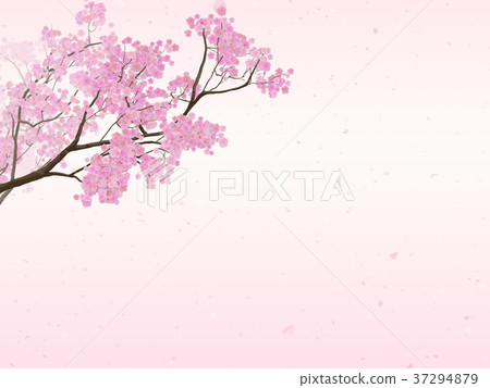 插图素材 樱桃树