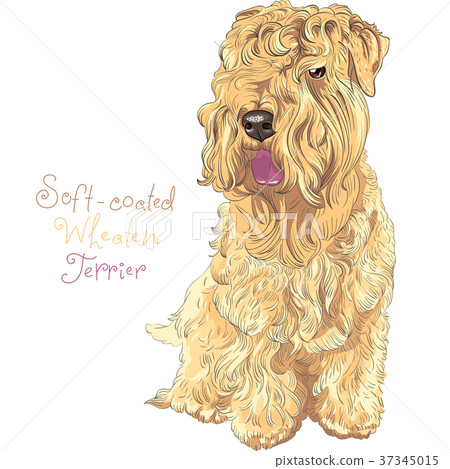 插图素材: soft-coated wheaten terrier dog