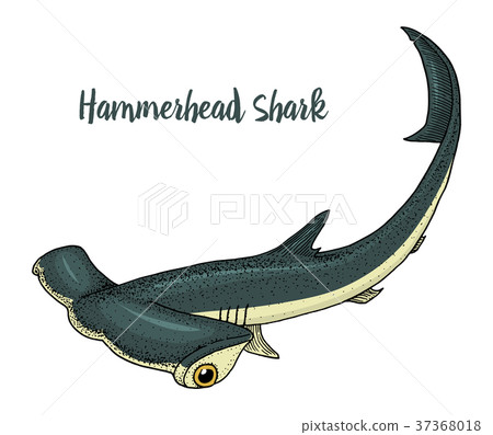 图库插图: sea creature hammerhead shark. engraved hand drawn
