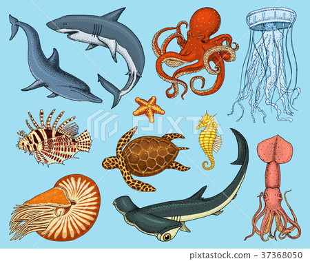 插图素材: fishes set or sea creature nautilus pompilius 查看全部