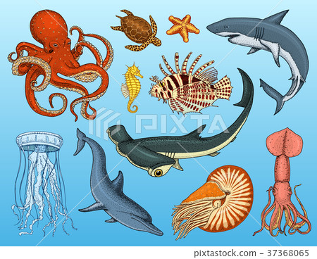 图库插图: fishes set or sea creature nautilus pompilius