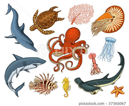 图库插图: fishes set or sea creature nautilus pompilius