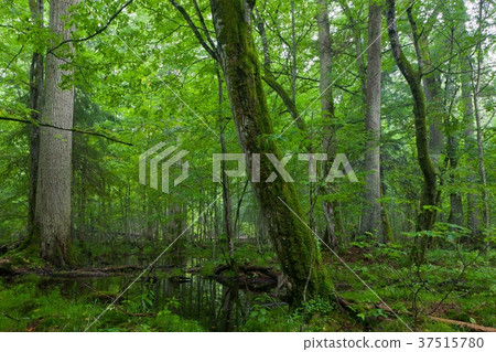 图库照片: old oak and hornbeam in natural late summer