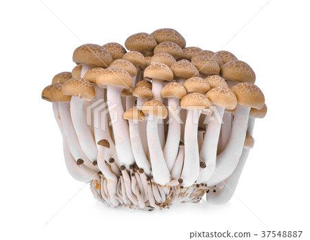 图库照片: resh brown shimeji mushroom, beech mushrooms