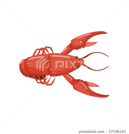 插图素材: lobster, fresh seafood cartoon vector illustration
