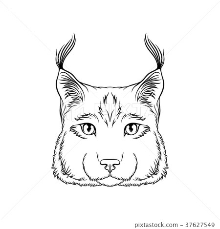 插图素材: sketch of lynx head, portrait of wild serval cat