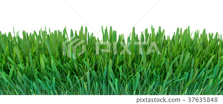 插图素材: green grass. natural grass texture background