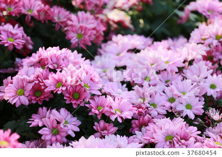 图库照片: chrysanthemum flower of pink color bloom.