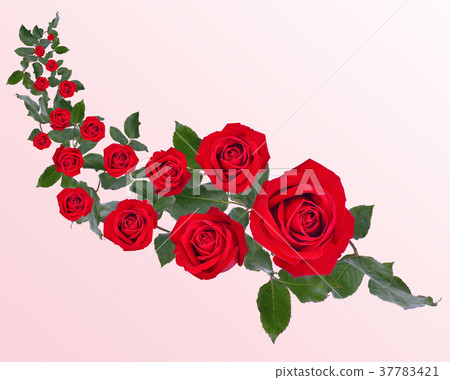 图库照片 red rose isolated on white background