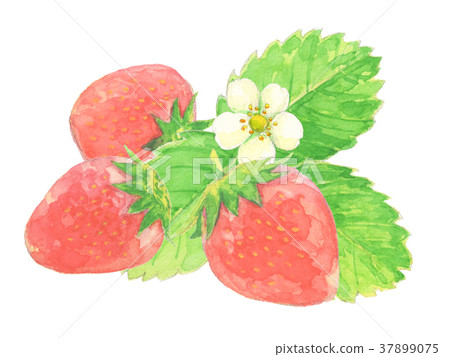图库插图: 草莓 水彩画 水果
