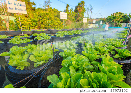 图库照片: watering system in organic vegetable garden