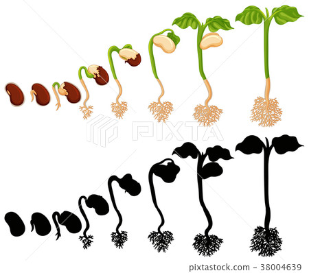 图库插图: plant growing in different stages