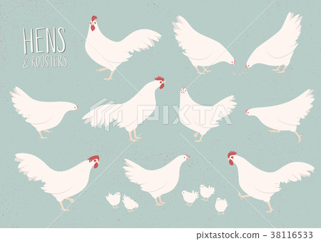 插图素材: vector set of white hens and roosters