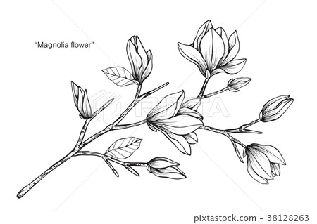 图库插图: magnolia flower drawing illustration.