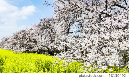 图库插图: 樱花 樱桃树 开花