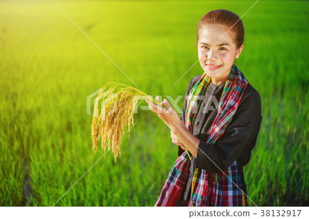 图库照片 farmer woman holding rice in field