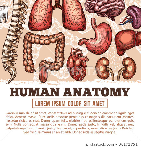 图库插图: human organs anatomy vector sketch poster