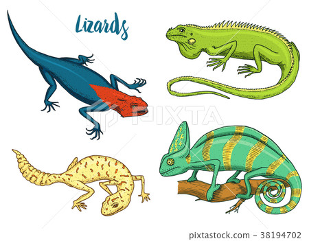iguanacartoon,cartoonanimator 图库插图: chameleon lizard, american green iguana, reptiles