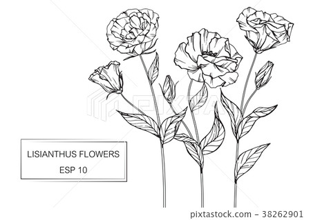 图库插图: lisianthus flower drawing illustration.