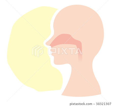 Nose Cross Section Stock Illustration 38321307 PIXTA