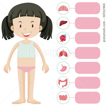 图库插图: little girl and different parts of body