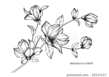 插图素材: magnolia flower drawing illustration. 查看全部