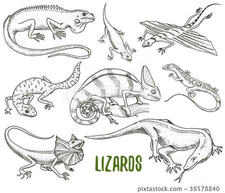 图库插图: chameleon lizard, green iguana, komodo dragon