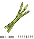 图库插图: asparagus on white background. watercolor