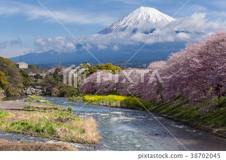 照片素材(图片): mountain fuji cherry blossom shizuoka,japan