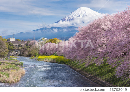 图库照片: mountain fuji cherry blossom shizuoka,japan