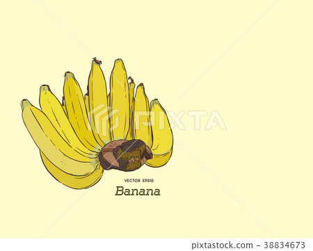 插图素材 overripe banana hand draw vector.