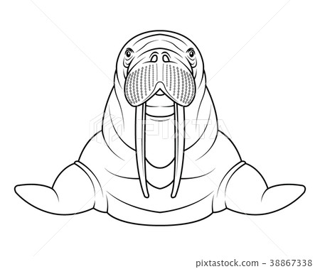 图库插图: walrus coloriong page vector