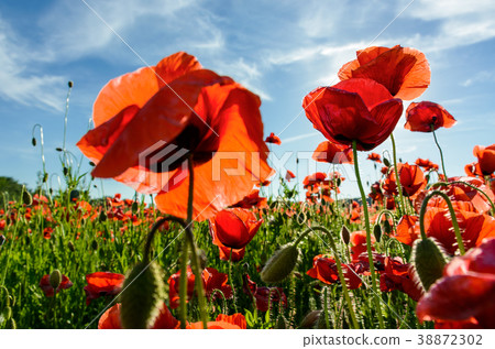 图库照片 poppy flowers field in mountains