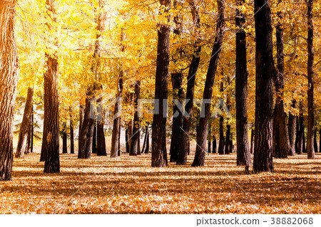 图库照片: poplar grove. forest of trees with yellow leaves