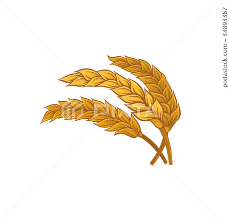 插图素材: bunch of dry wheat ears. cereal plant.