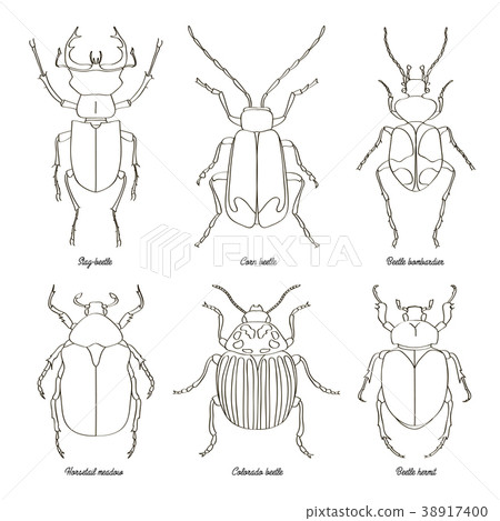 插图素材: set of beetle illustrations