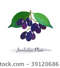 图库插图: casaba melon and european plum fruits