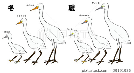 插图素材: 白鹭,kosagis和chu兔子之间的区别