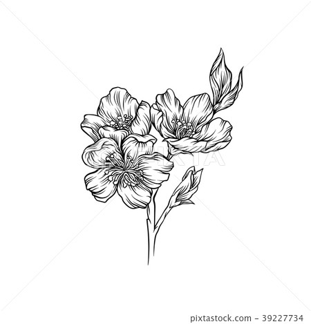 图库插图: blooming flower branch, black and white hand drawn