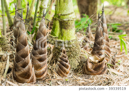 图库照片: shoots of bamboo in the rain forest