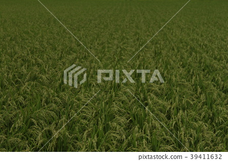 stock photo: japanese rice field see all