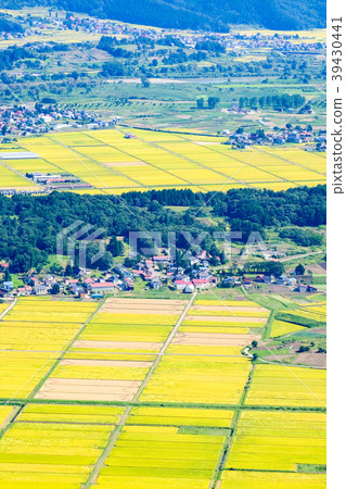 田地_稻田 稻田 照片 农村 乡村风光 农村场景 首页 照片 风景_自然