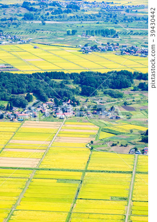 田地_稻田 稻田 照片 农村 乡村风光 农村场景 首页 照片 风景_自然