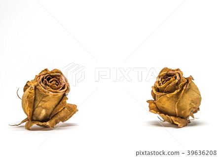 图库照片: two dried rose flower head on white background