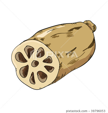 图库插图 莲藕 蔬菜 矢量