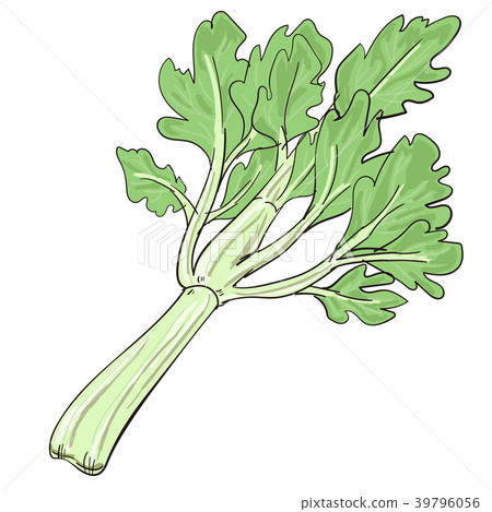插图素材: 芹菜矢量图