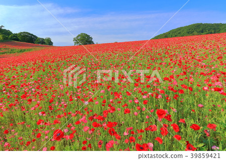 stock photo: poppy, poppy field, flower garden